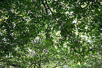 《宝可梦：晶灿钻石＆明亮珍珠》媒体评分解禁 均分77